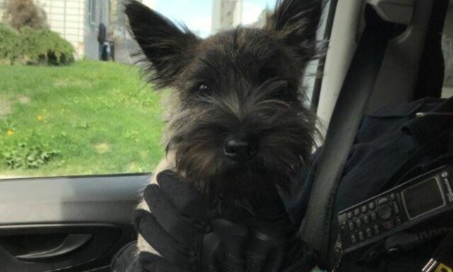 Denne lille hunden ble pågrepet da den tok en busstur på egen hånd